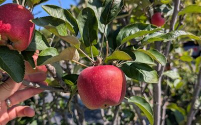 Growing apples in Southern California
