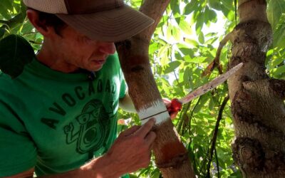 How I girdle avocado trees