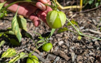 Do you need to plant two tomatillos to get fruit?