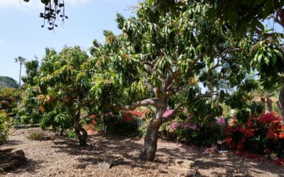 Growing mangos in Southern California