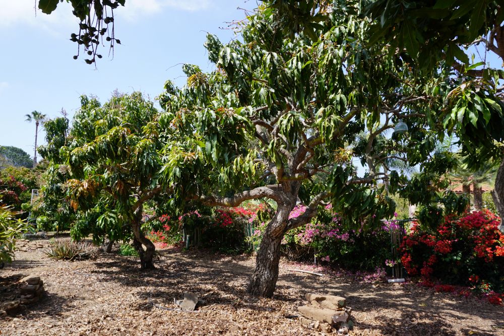 Growing mangos in Southern California