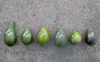 “All About Avocados” — a workshop at the 2026 EcoFarm conference