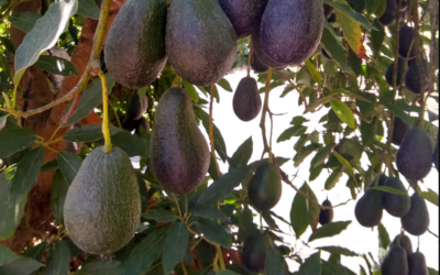 California, where are your local avocados?