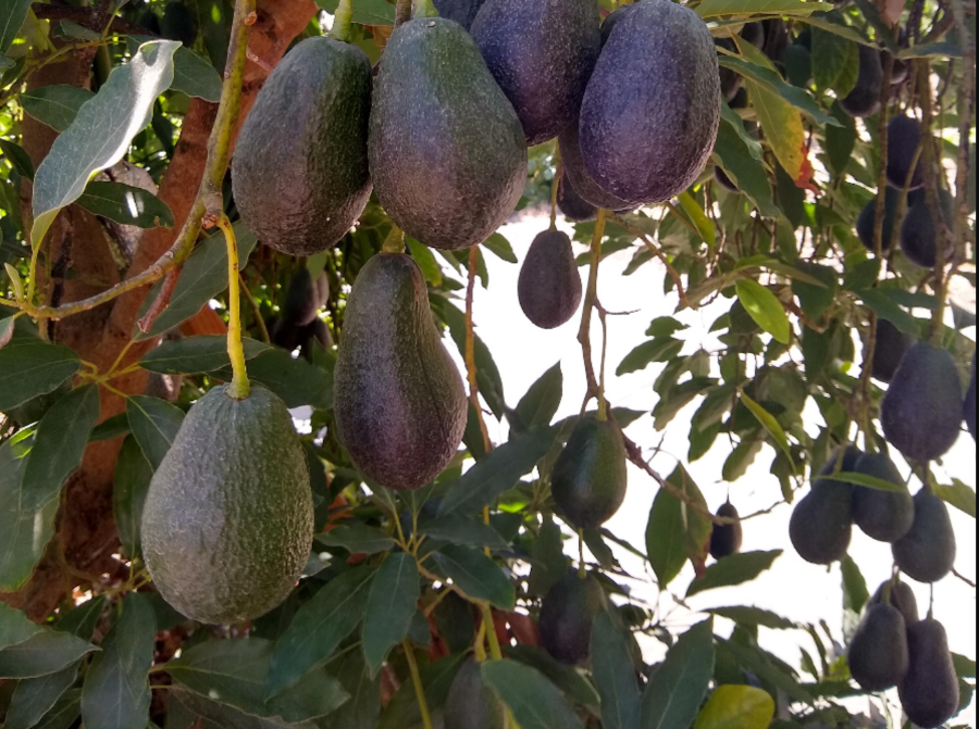 California, where are your local avocados?