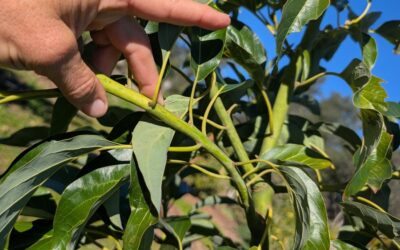 How to collect and store avocado scion wood