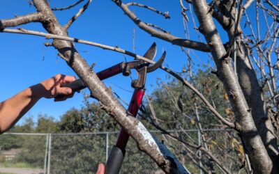All about winter pruning of deciduous fruit trees in Southern California