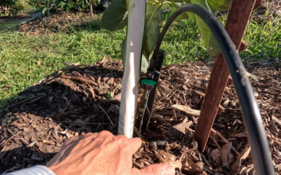 The most common mistake when watering a new avocado tree