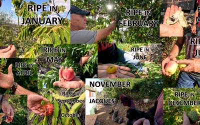 A Year of Tours through Jacques’ Food Garden