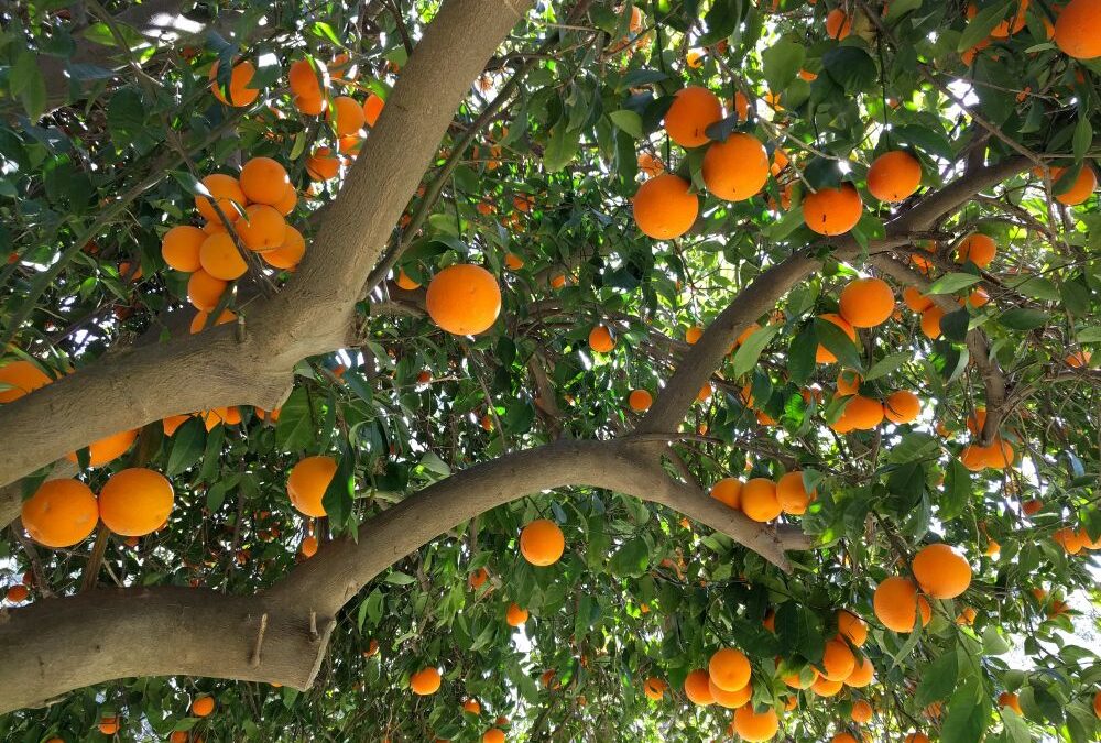 Why I’m not worried about HLB, Citrus Greening disease