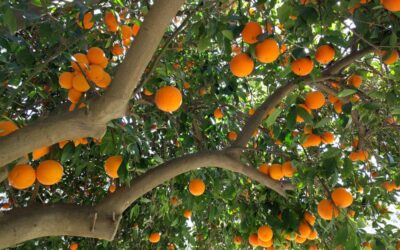 Why I’m not worried about HLB, Citrus Greening disease