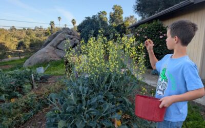 The lifecycle of broccoli