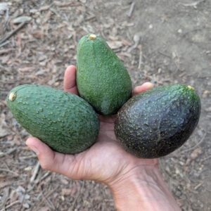 Sharwil, Fuerte, GEM avocado variety box