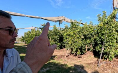 Growing an avocado grove under shade cloth in California’s Central Valley, with Tarcisio Ruiz