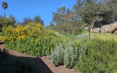 Bee Garden update: a more permanent pollinator patch