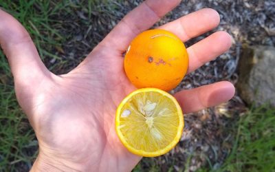Look, Mom. I made a citrus tree from scratch!