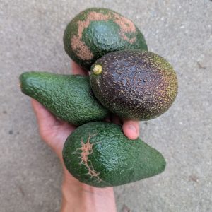 Farmers box of Pinkerton and GEM avocados