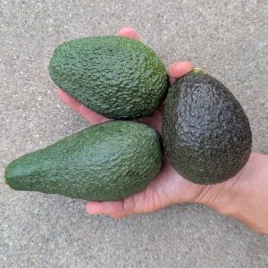 Pinkerton, Carmen, GEM avocados