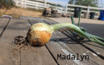 Madalyn onion variety: a profile