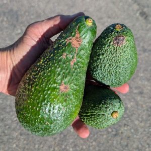 Farmers box of Pinkerton and Carmen avocados