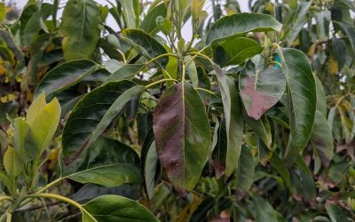 The Anomalous March of 2026