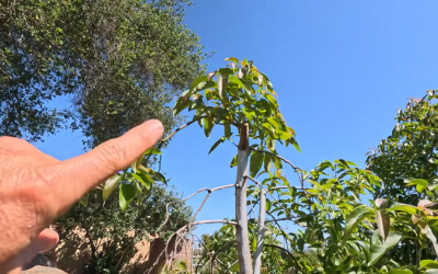 Signs your avocado tree is healthy . . . or not