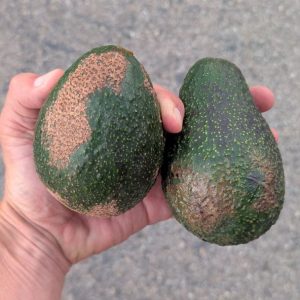 Farmers box of Sibling avocados: GEM and Luna