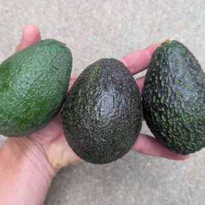 Gwen, GEM, and Luna avocados: The Mother and Daughters box