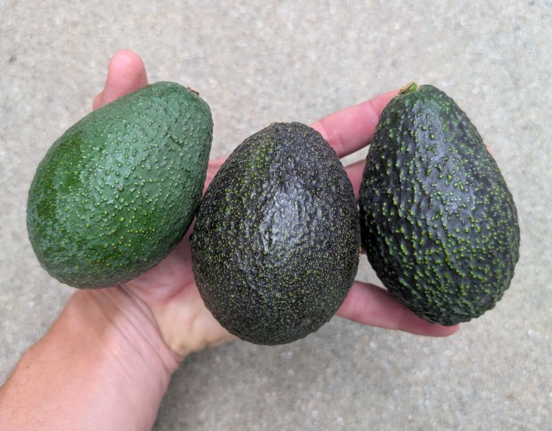 Gwen, GEM, and Luna avocados: The Mother and Daughters box