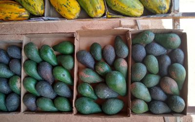 Avocado talk and tasting at San Diego CRFG, Wednesday, May 27