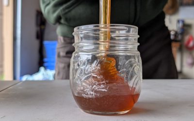 Harvesting first honey