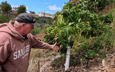 Earle’s Mangos in Southern California, Part One