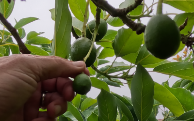 Thinning avocados from young trees and grafts