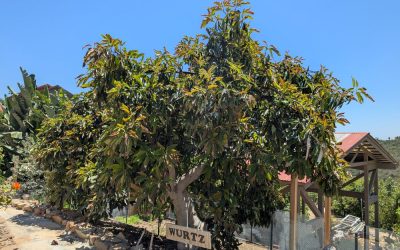 The Wurtz avocado tree: a profile
