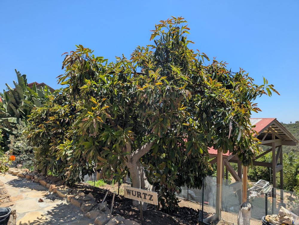 The Wurtz avocado tree: a profile - Greg Alder's Yard Posts
