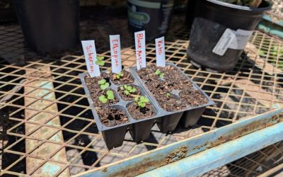 Watering vegetable seedling trays from the bottom