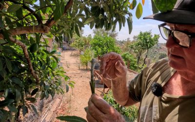 Earle’s mangos in Southern California, Part Two: Grafting