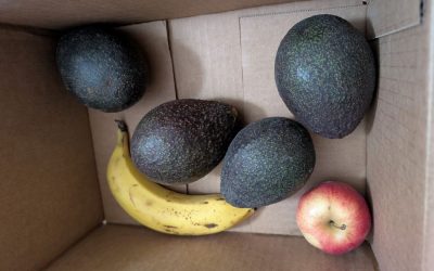 Does putting avocados together with bananas and apples ripen them faster?