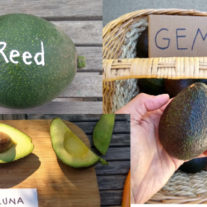Reed, Luna, GEM avocado box