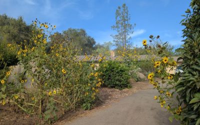 Invasion of the sunflowers