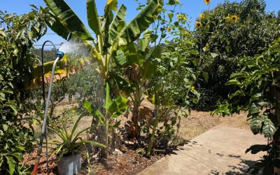 Outdoor showers in the food garden