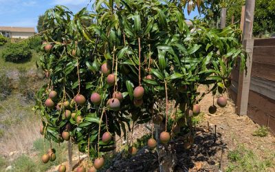 Fruit trees for warm winters and hot summers in Southern California