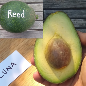 Luna and Reed avocados