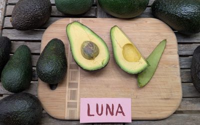 The Luna avocado: a profile