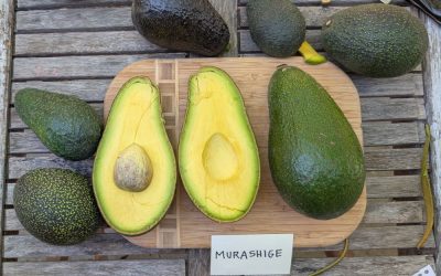 The Murashige avocado: a profile