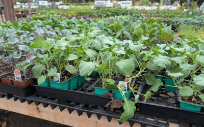 Cleaning brassica seedlings before planting
