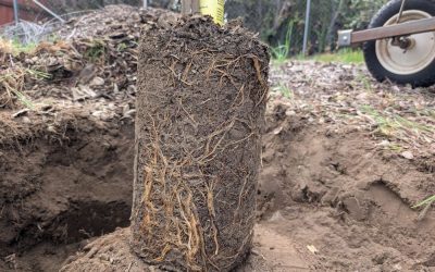 ‘Dusa’ avocado rootstock: the story